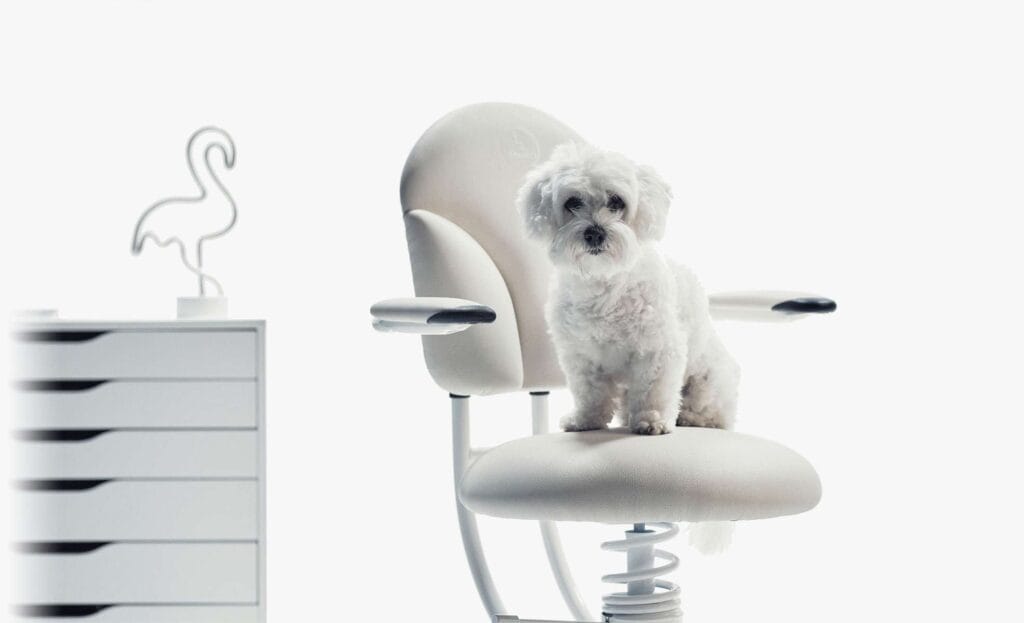 Puppy on white office chair Basic